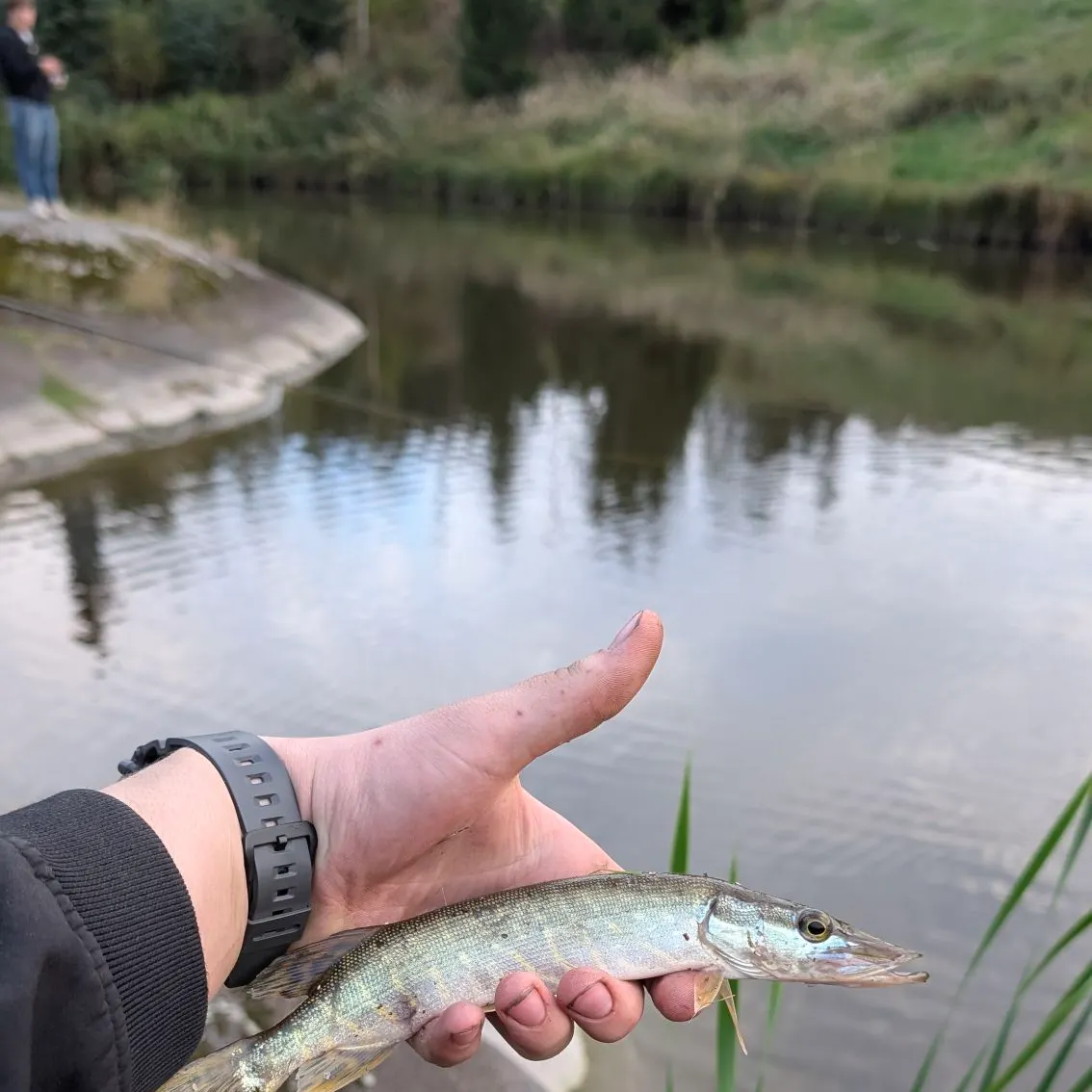 Northern pike caught on Fishbrain