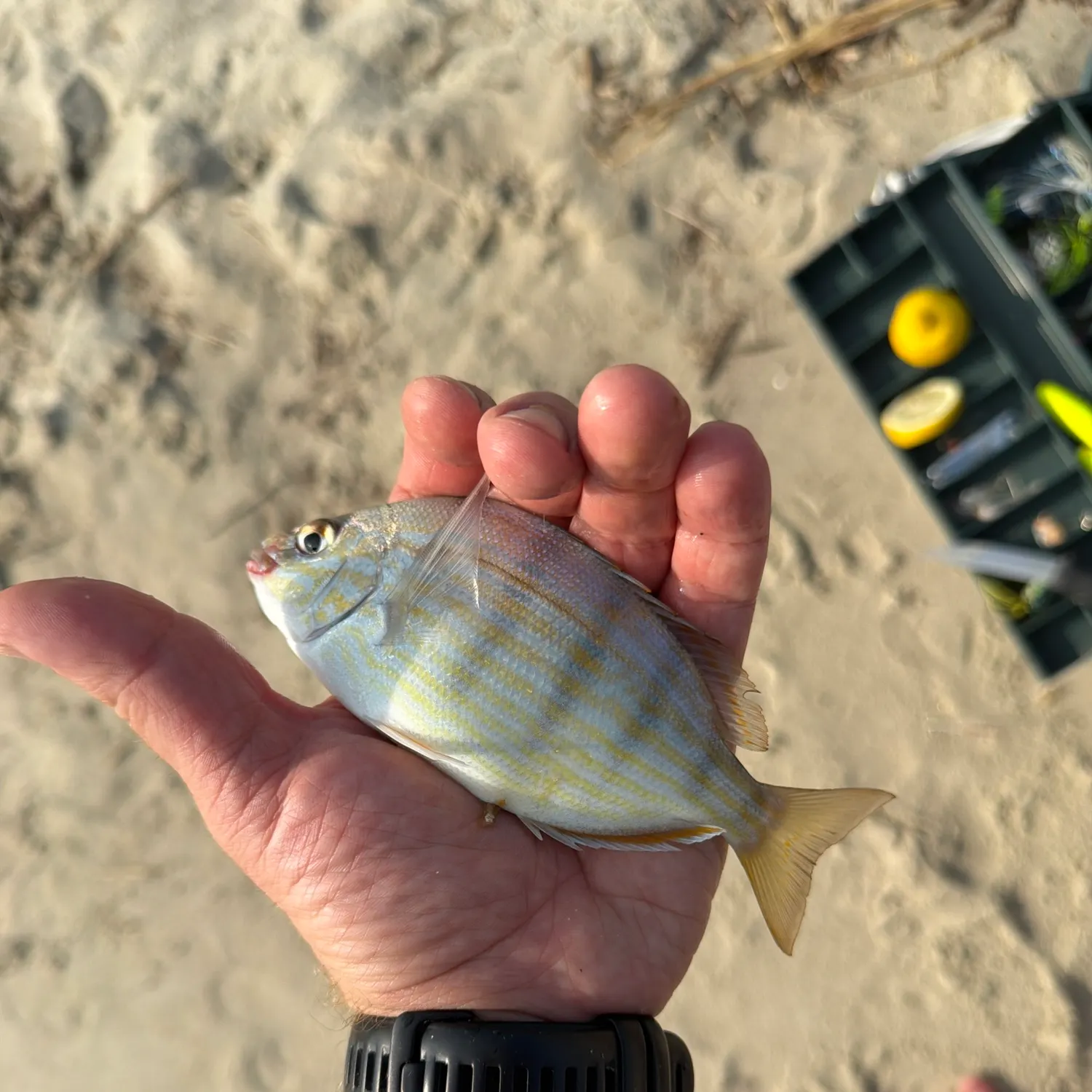 catch