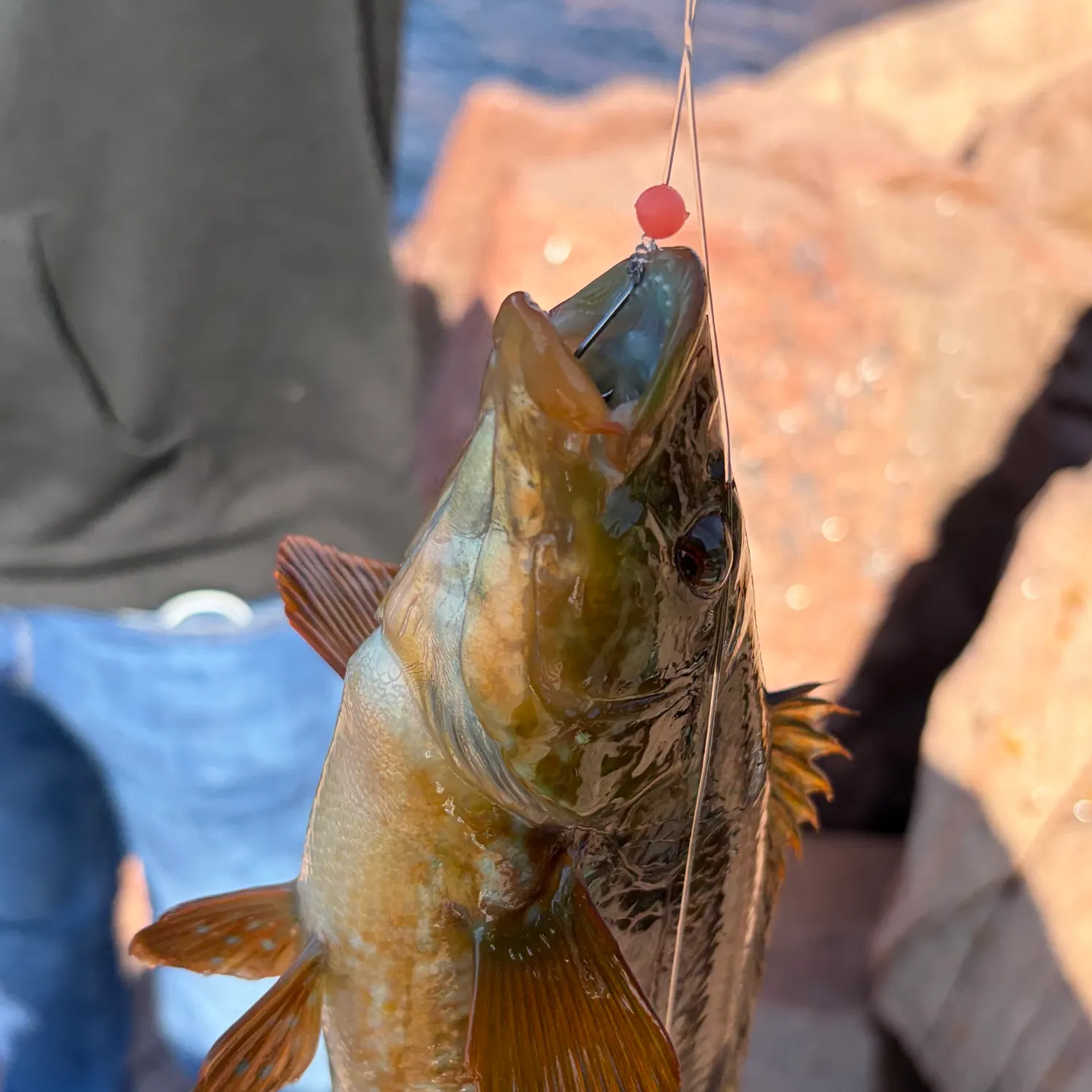 Ballan wrasse caught on Fishbrain