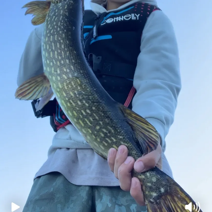 Northern pike caught on Fishbrain