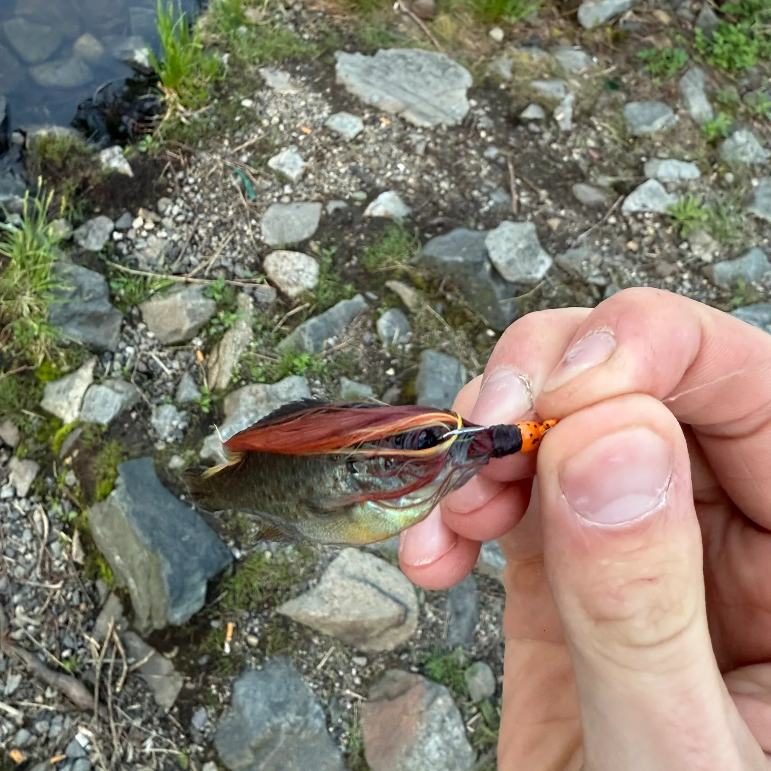 catch