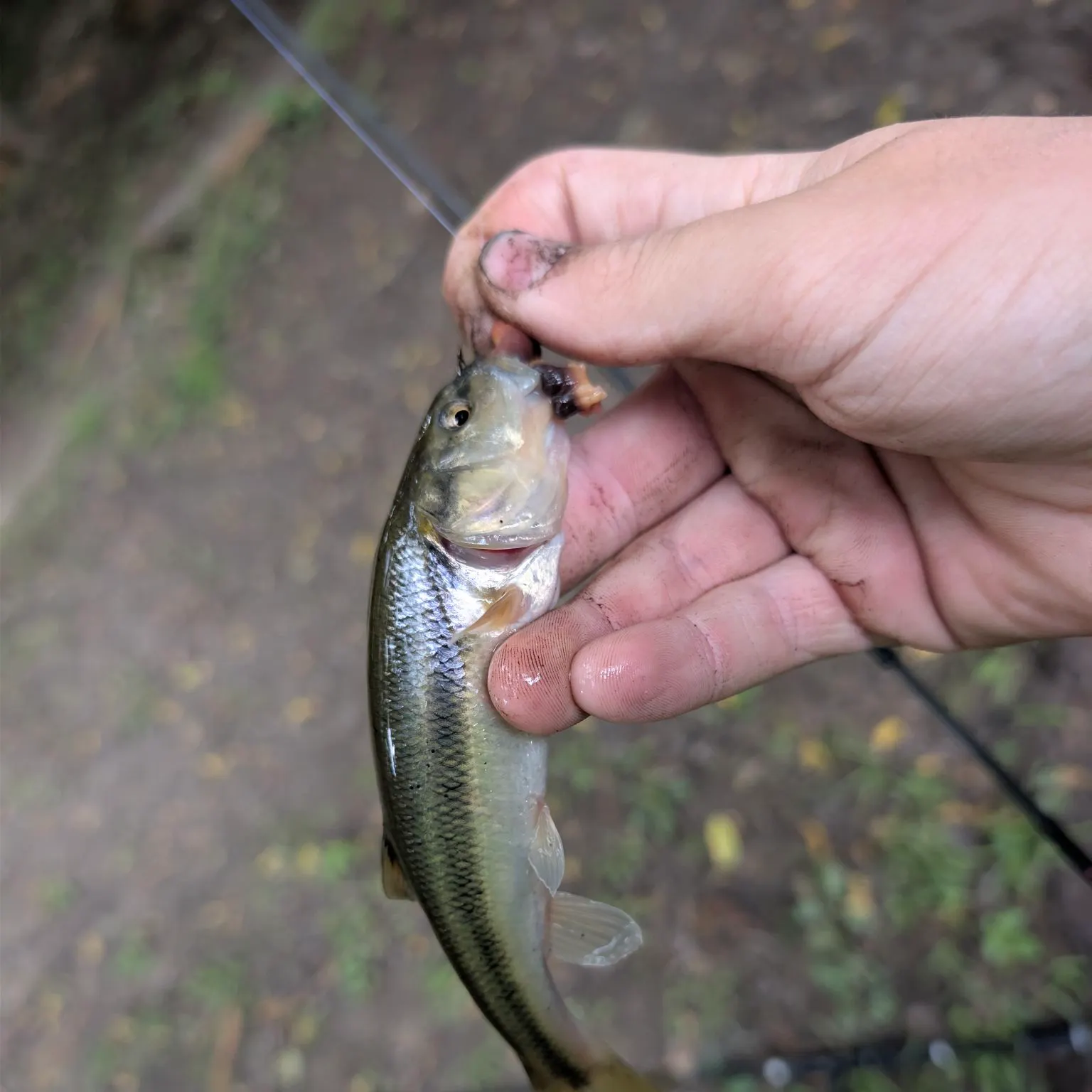 Creek chub caught on Fishbrain