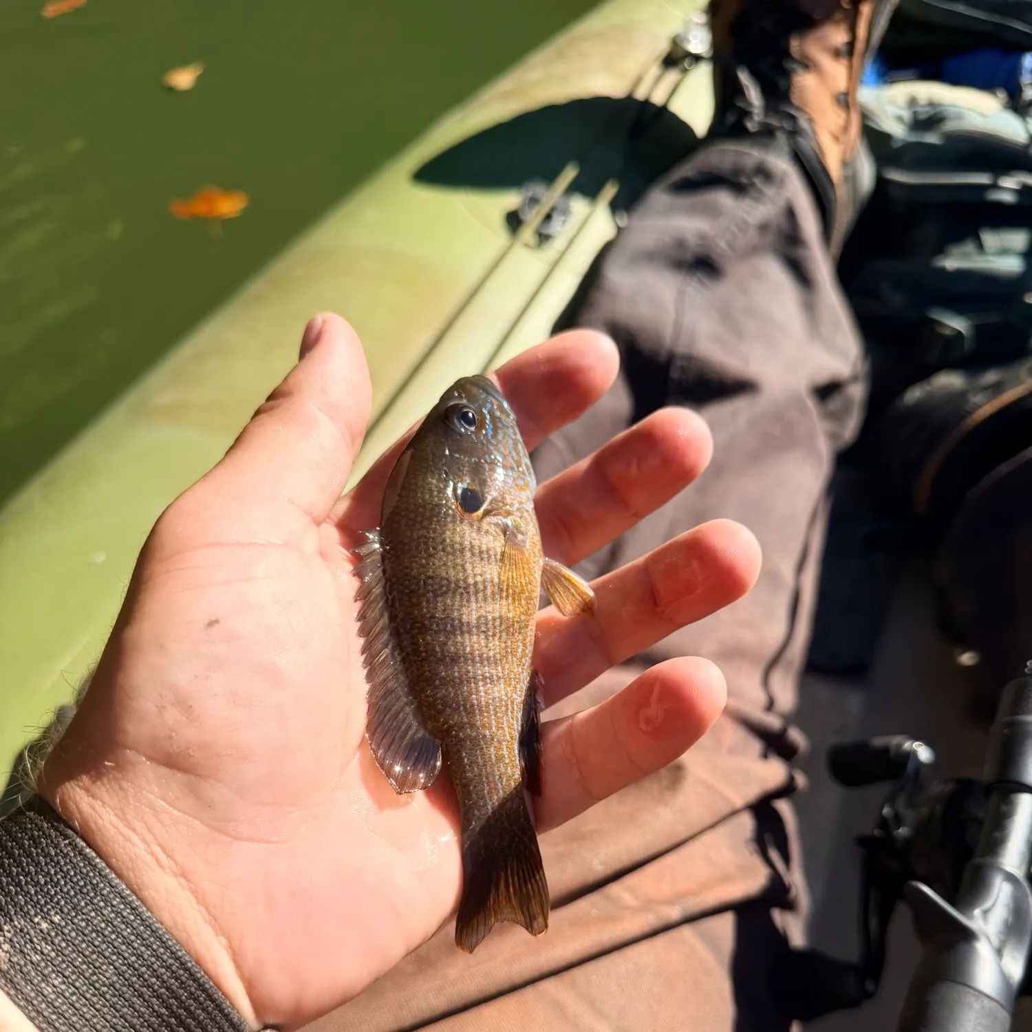 Green sunfish caught on Fishbrain