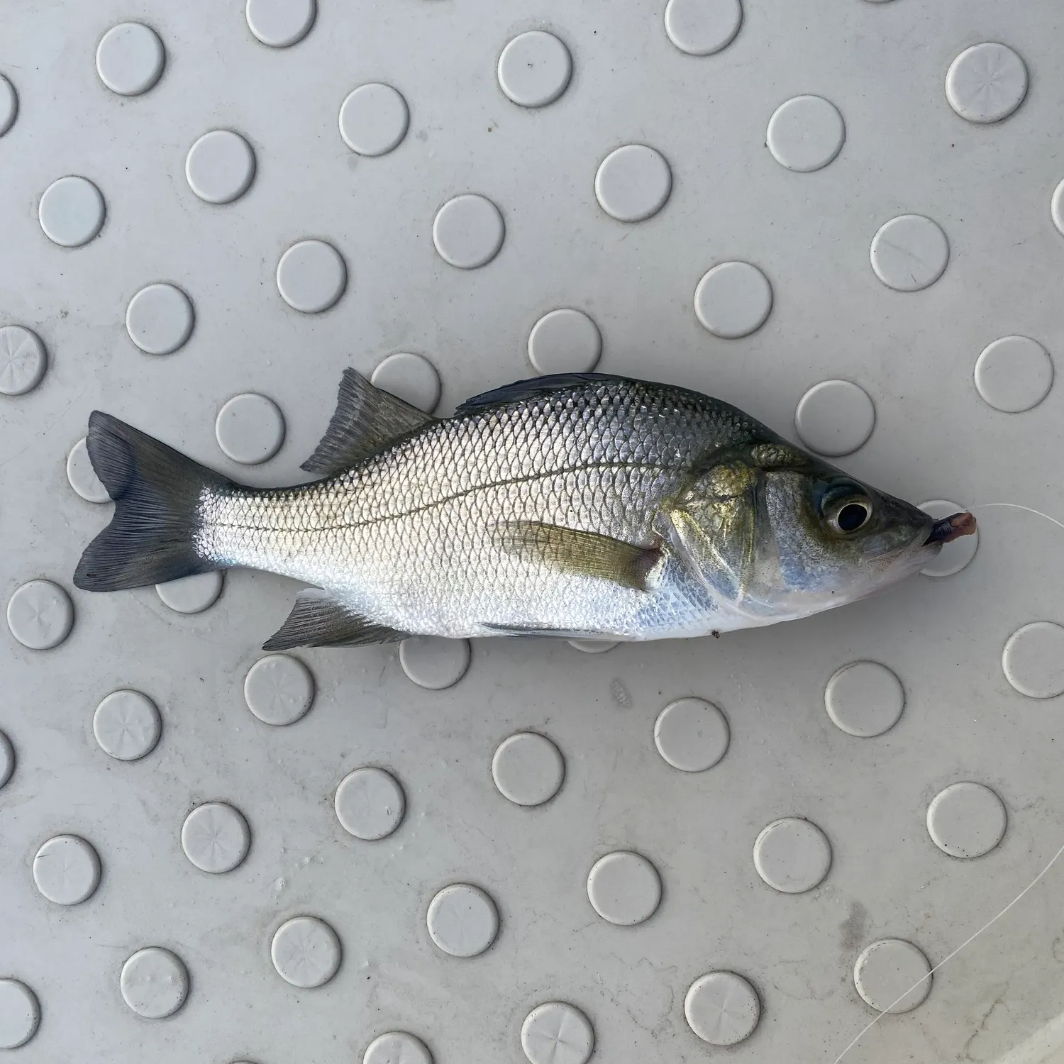 White perch caught on Fishbrain
