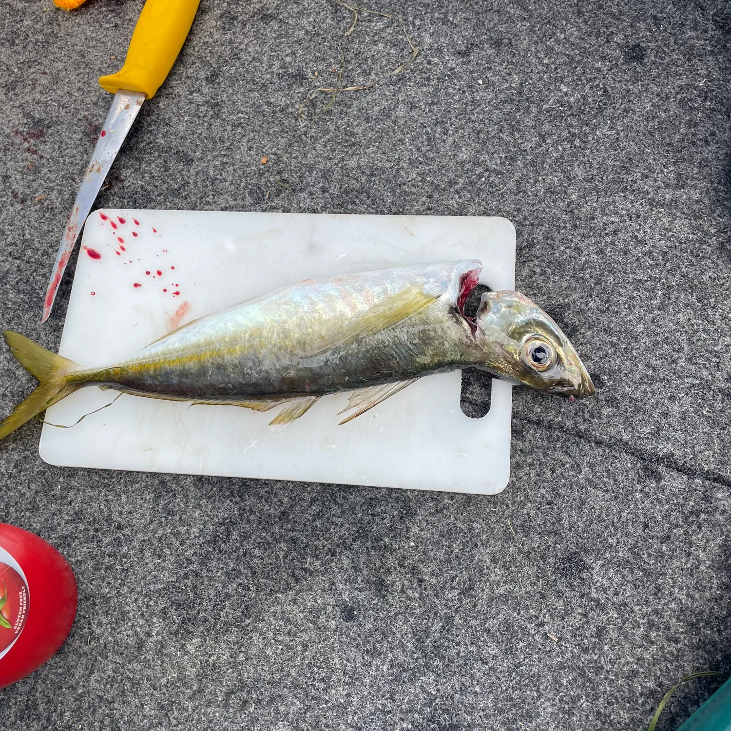 The most recent Yellowtail scad catches on Fishbrain