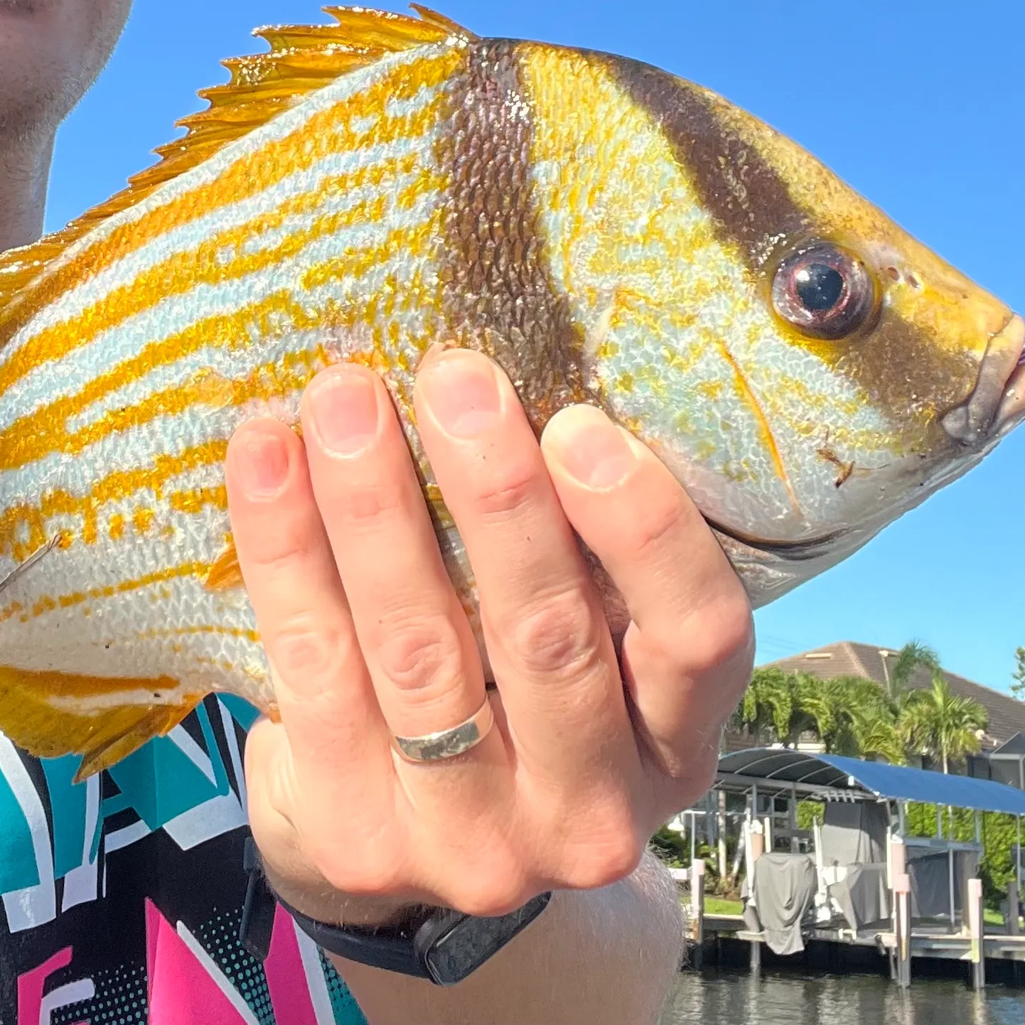 The most recent Atlantic porkfish catches on Fishbrain