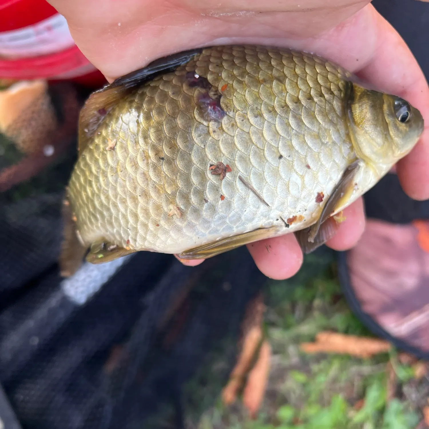 Crucian carp caught on Fishbrain