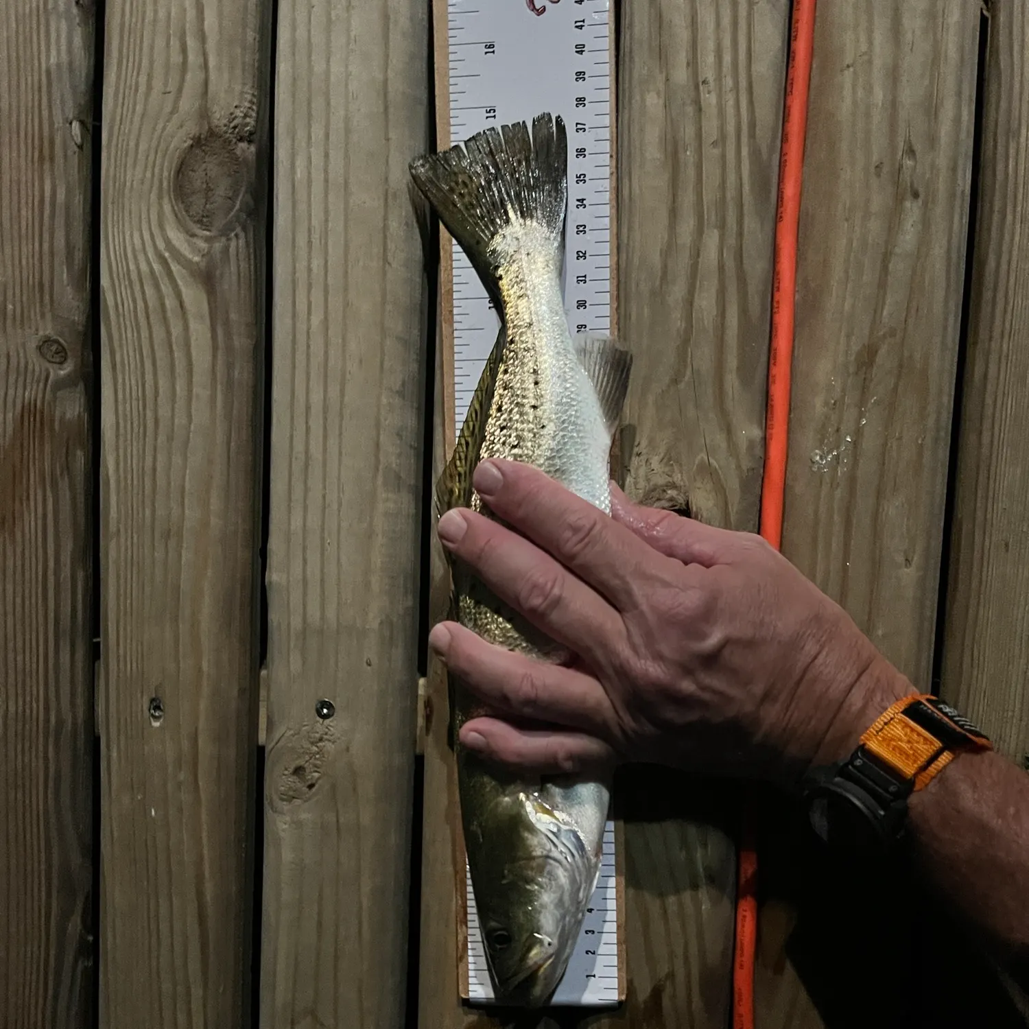 Spotted seatrout caught on Fishbrain