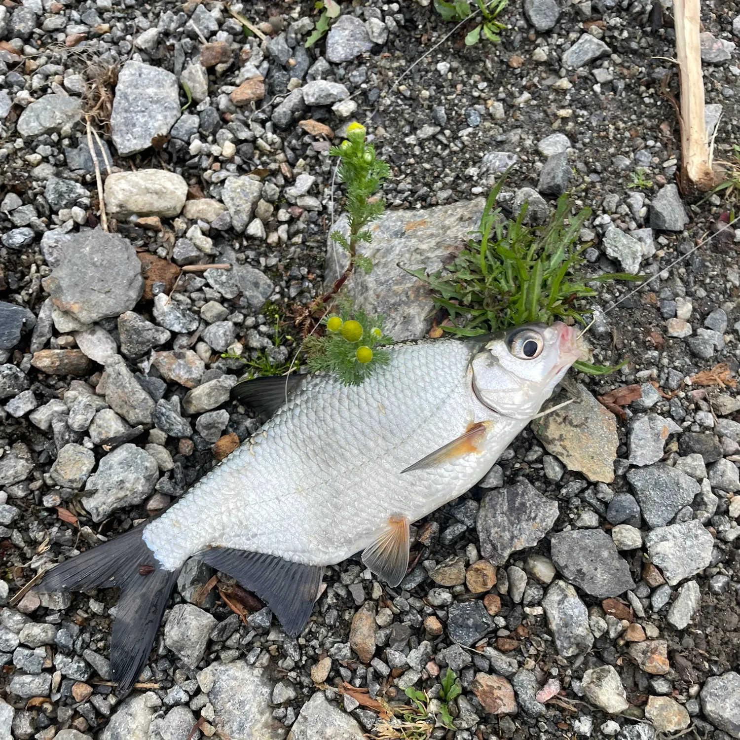 The most recent Zope catches on Fishbrain
