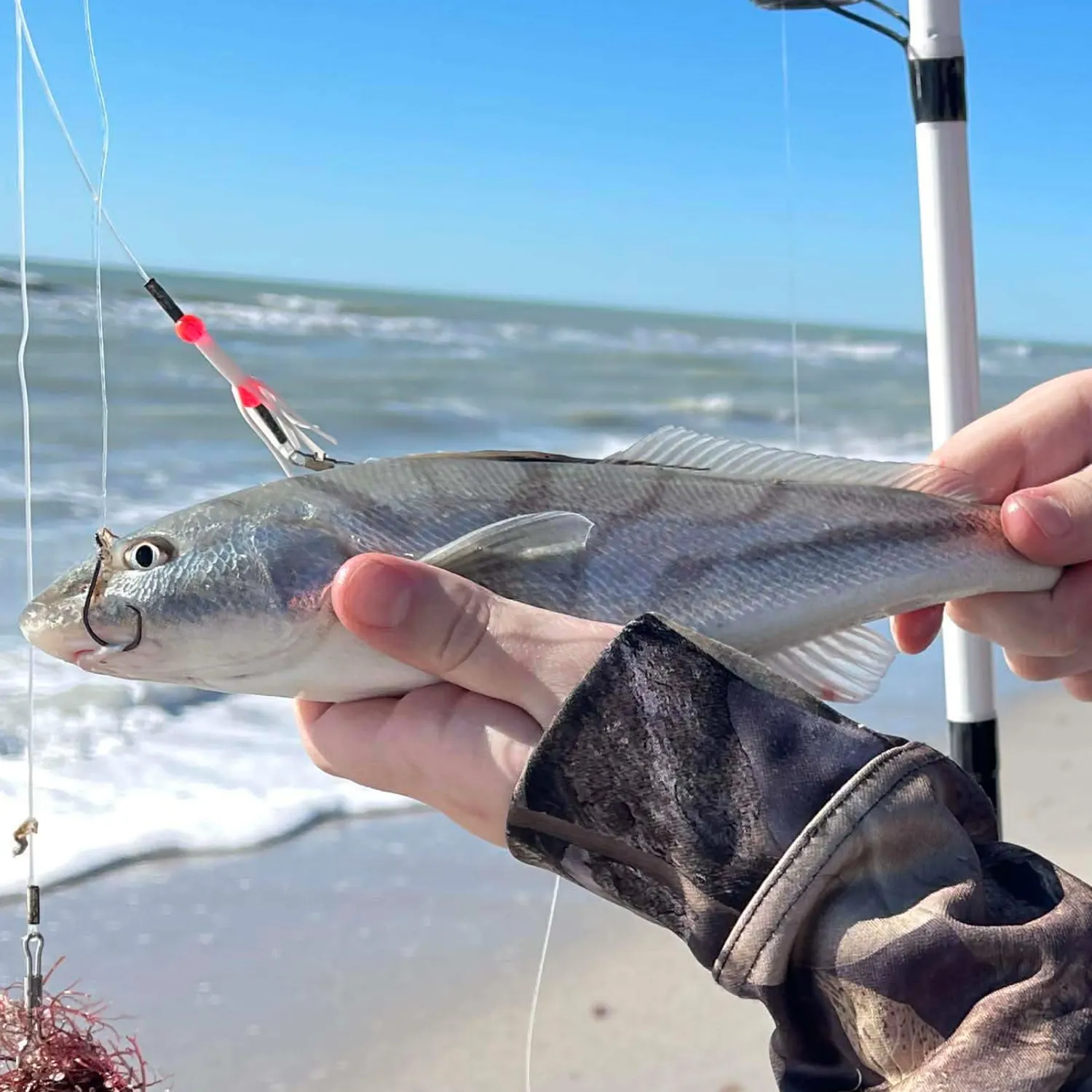 The most recent Northern kingcroaker catches on Fishbrain