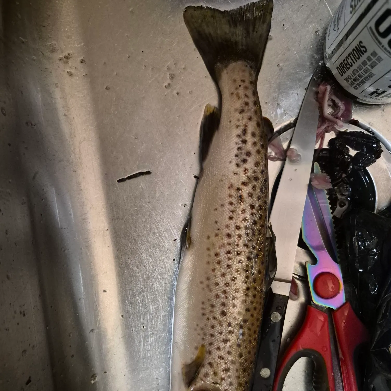 The most recent Brown trout catches on Fishbrain
