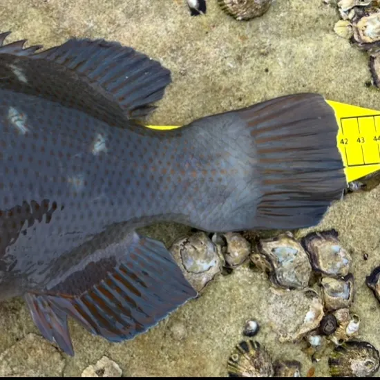 The most recent Eastern blue groper catches on Fishbrain