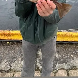 The most recent Atlantic cod catches on Fishbrain