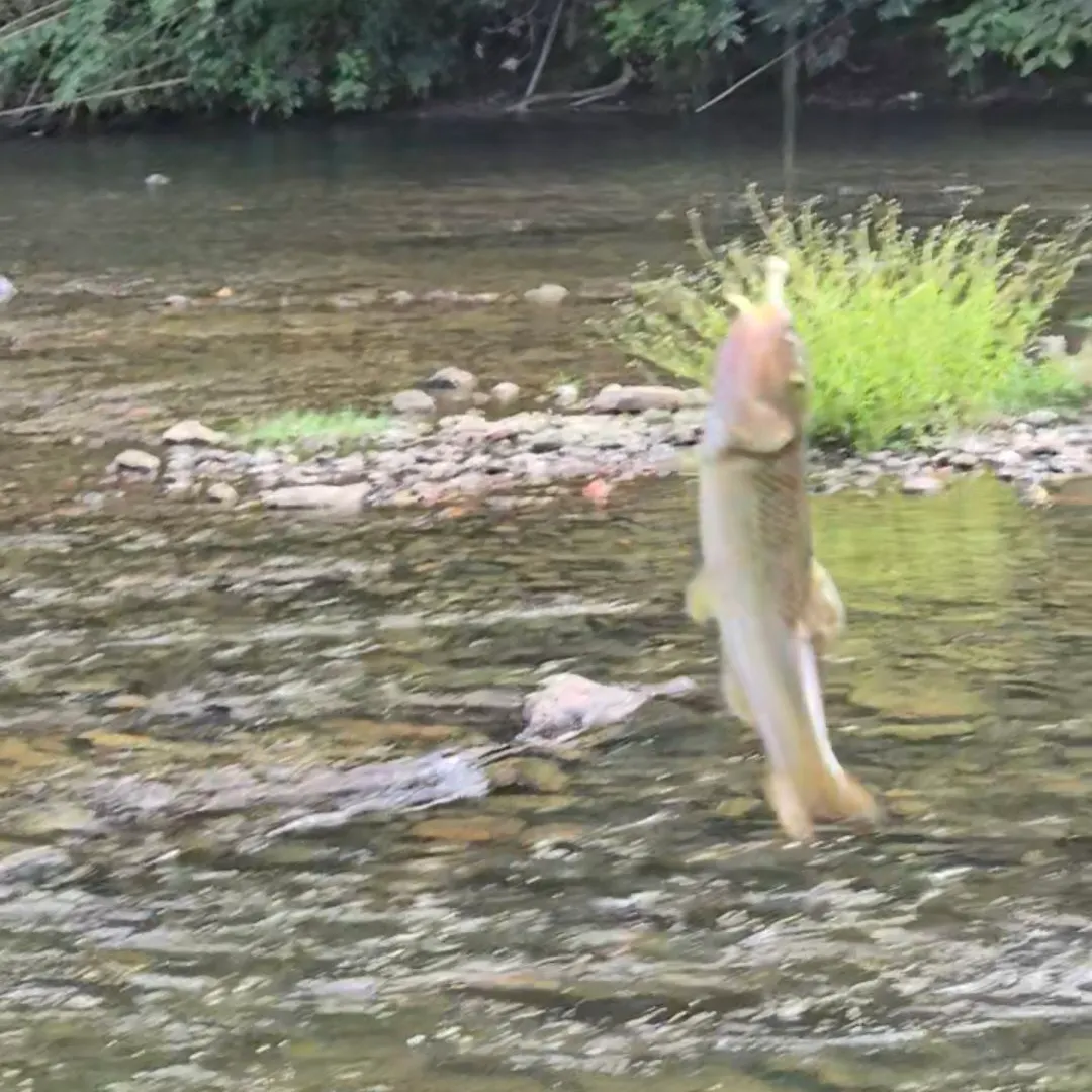 Hornyhead chub caught on Fishbrain
