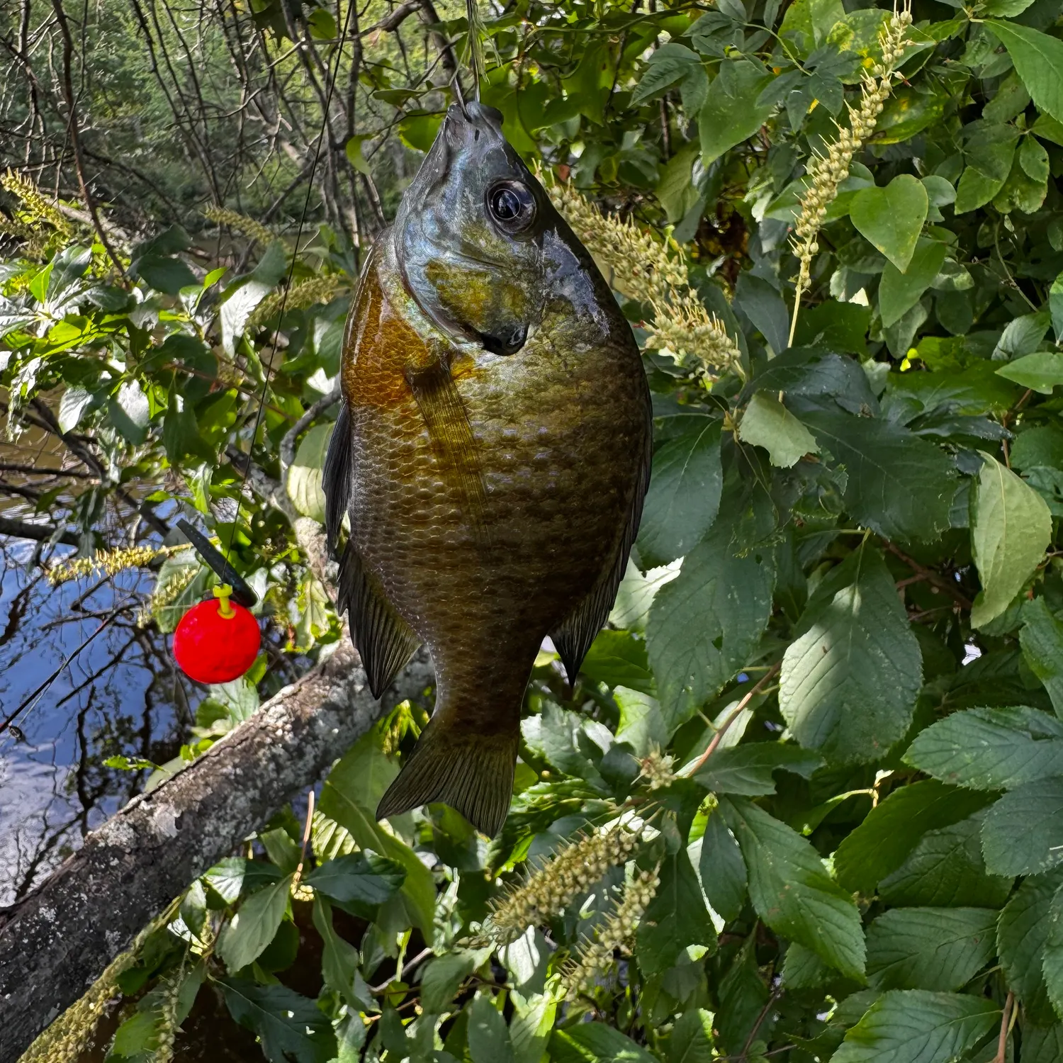Bluegill caught on Fishbrain
