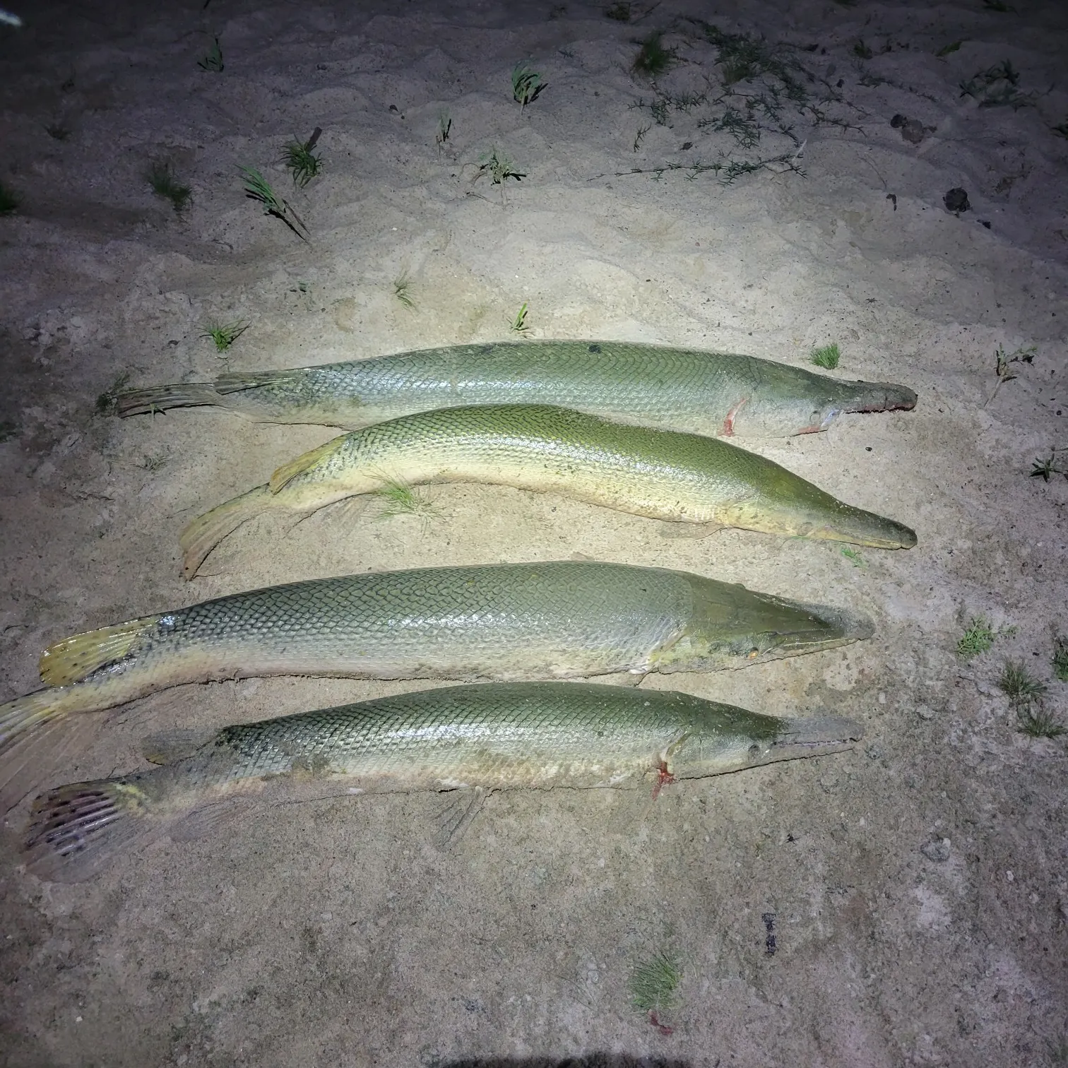 recently logged catches