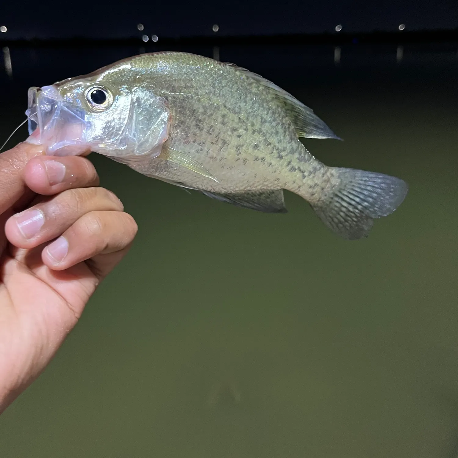 The most recent Magnolia crappie catches on Fishbrain
