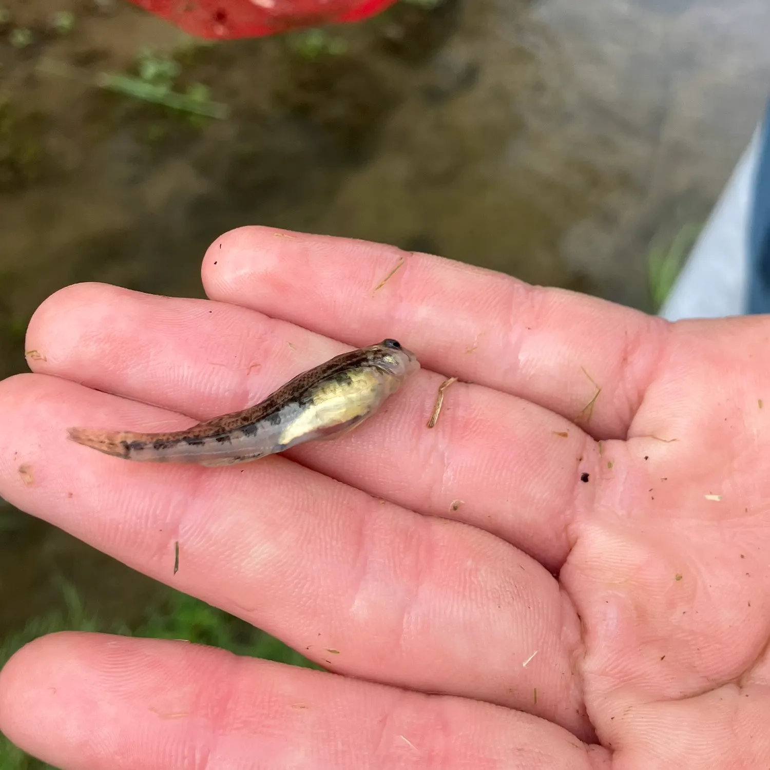 The most recent Fantail darter catches on Fishbrain