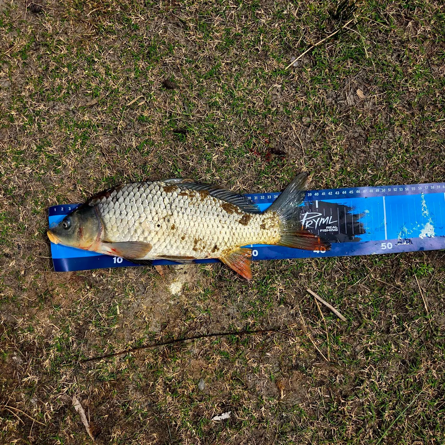 The most recent Common carp catches on Fishbrain