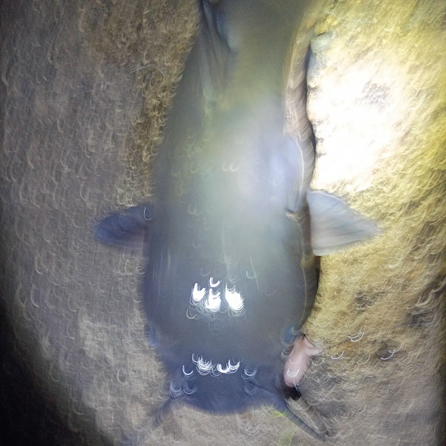 The most recent Flier catches on Fishbrain
