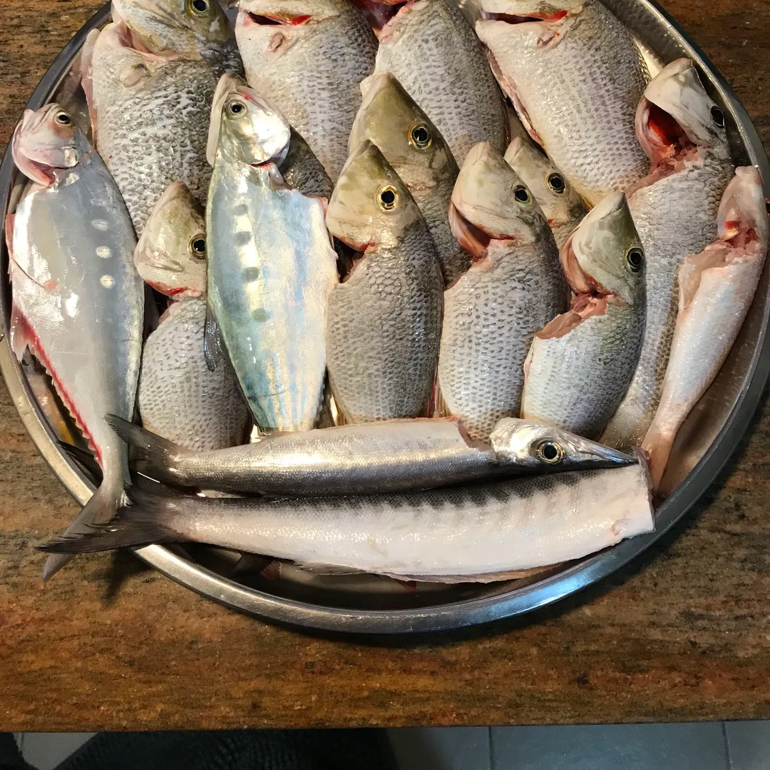 recently logged catches