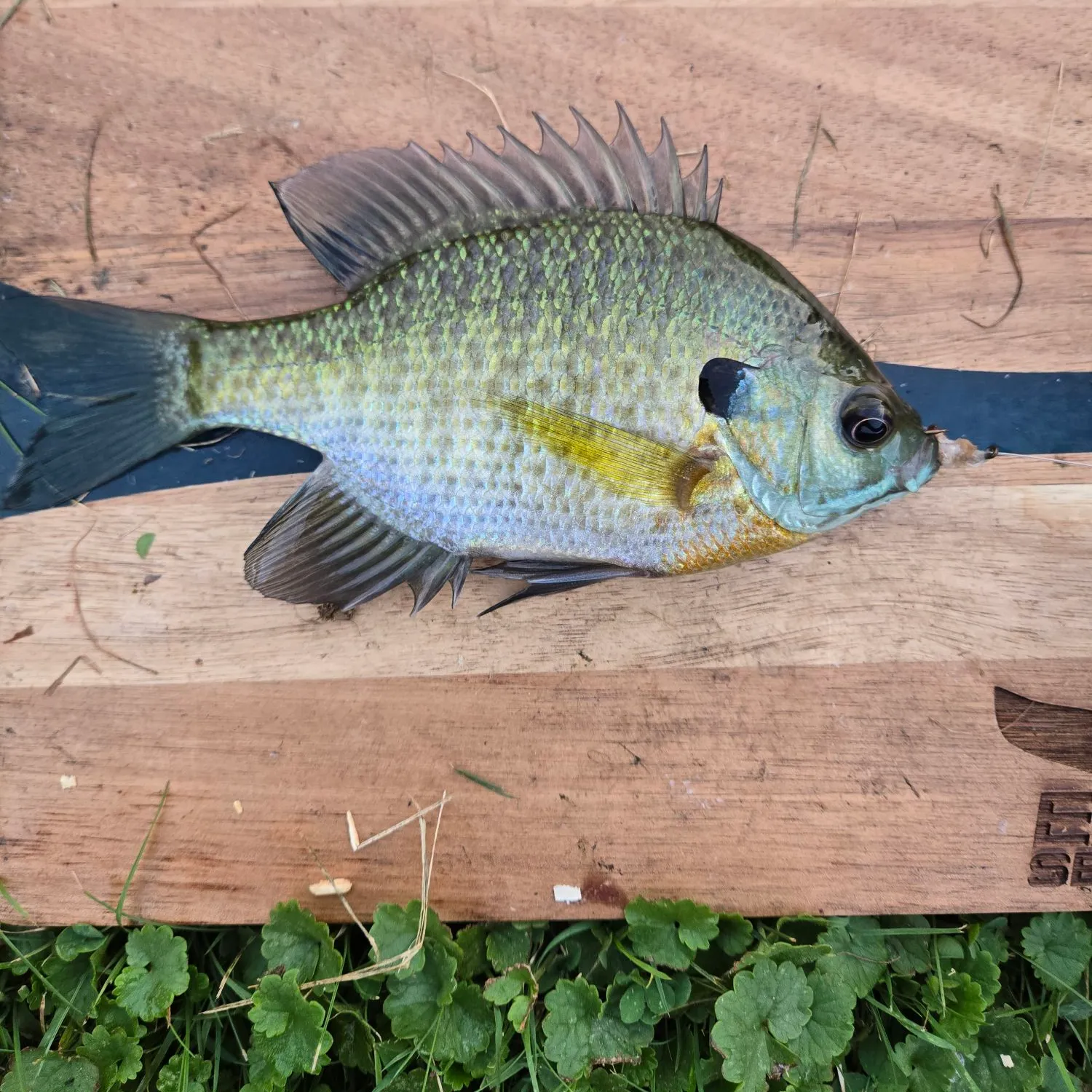 Bluegill caught on Fishbrain