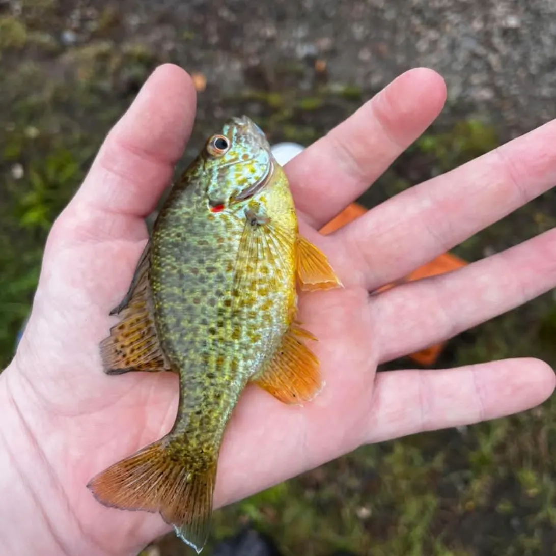 The most recent Pumpkinseed catches on Fishbrain