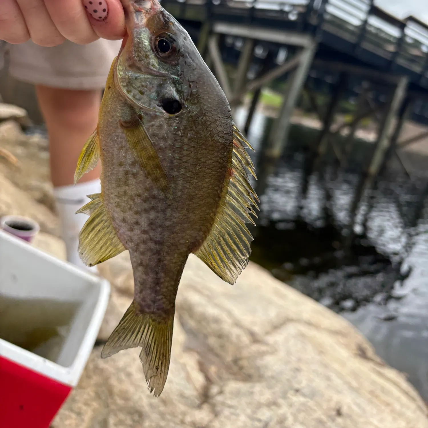 Bluegill caught on Fishbrain