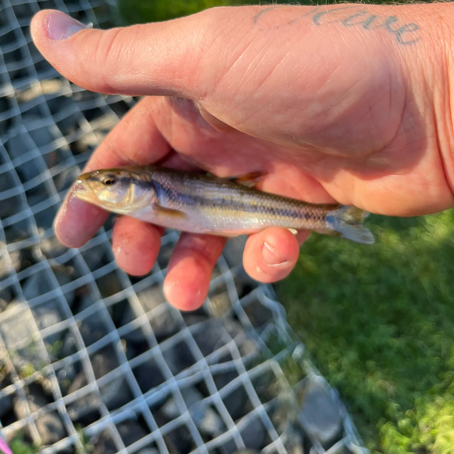 Creek chub caught on Fishbrain