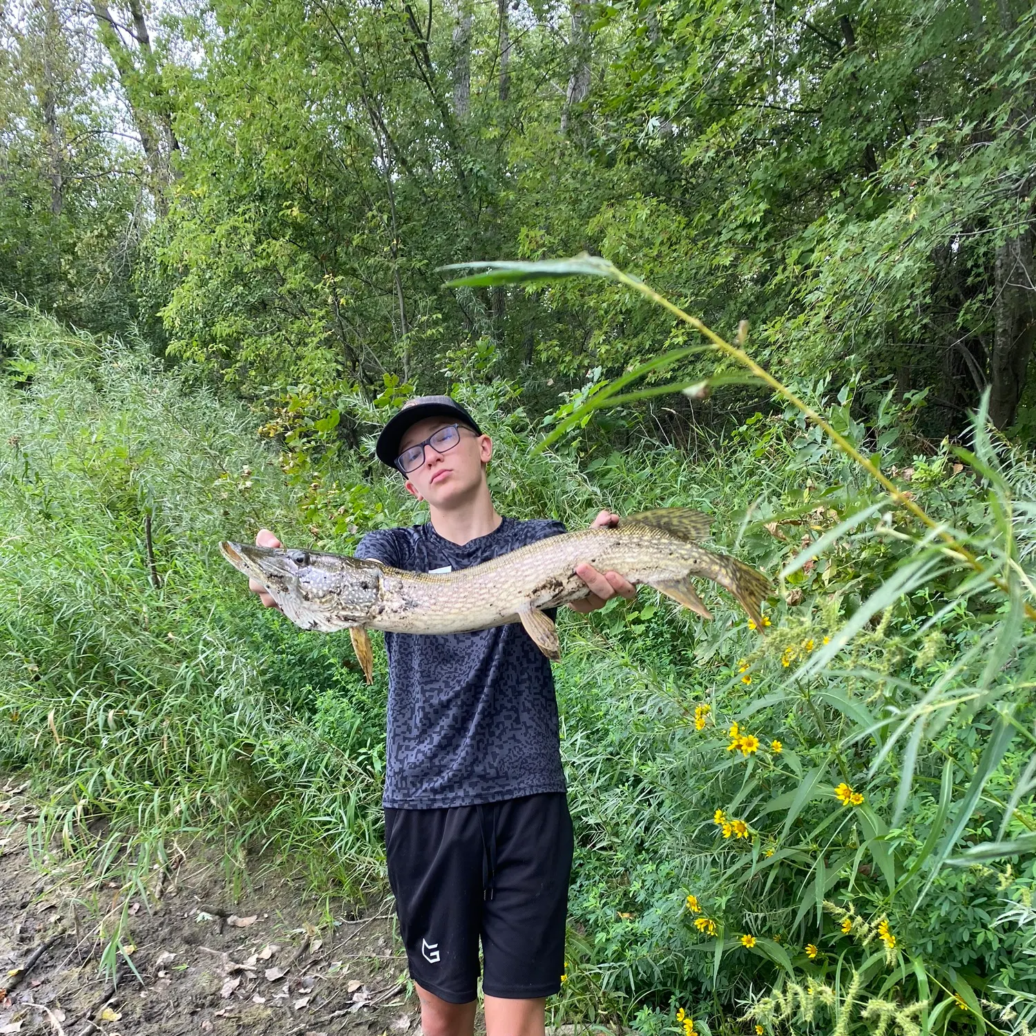 Northern pike caught on Fishbrain