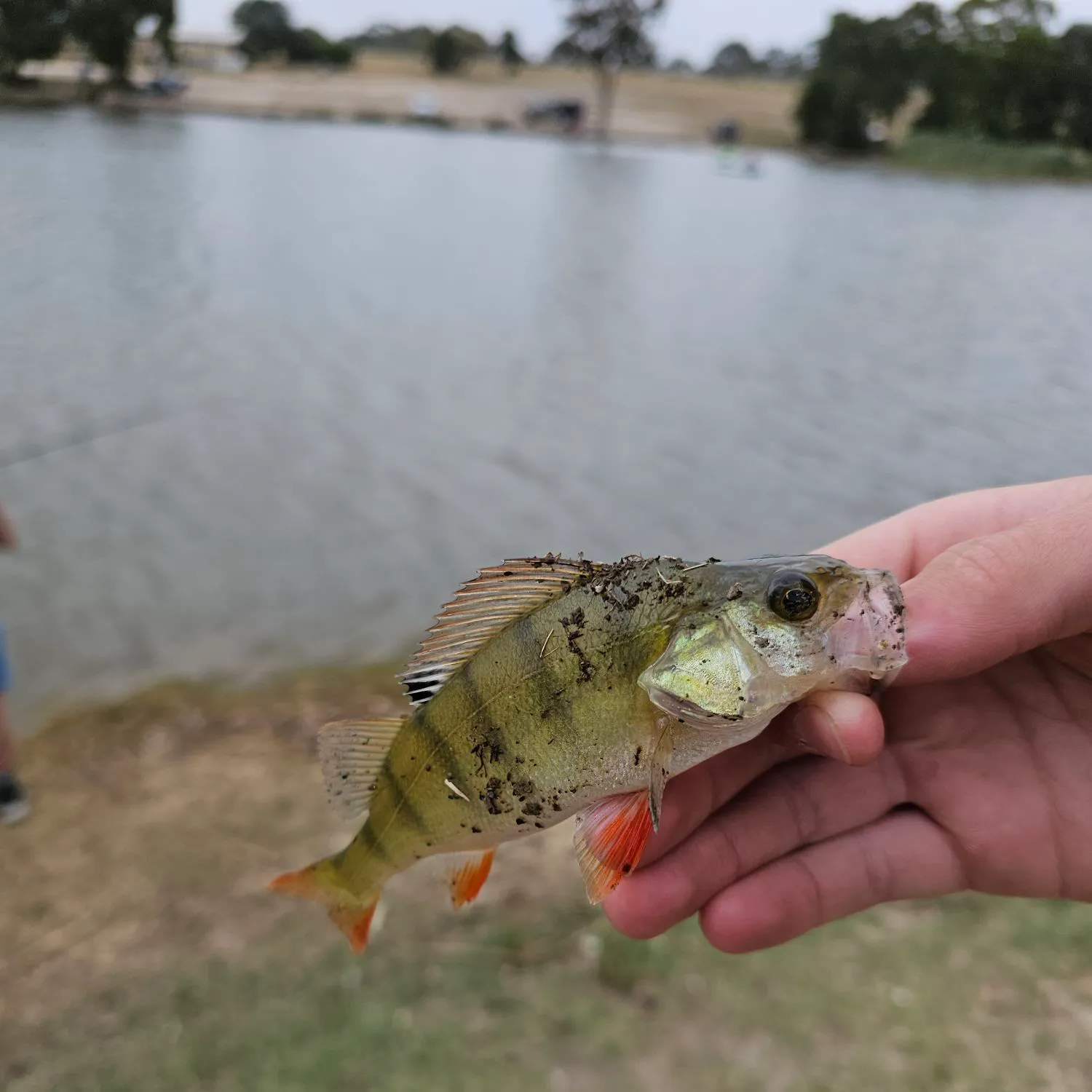 The most recent European perch catches on Fishbrain