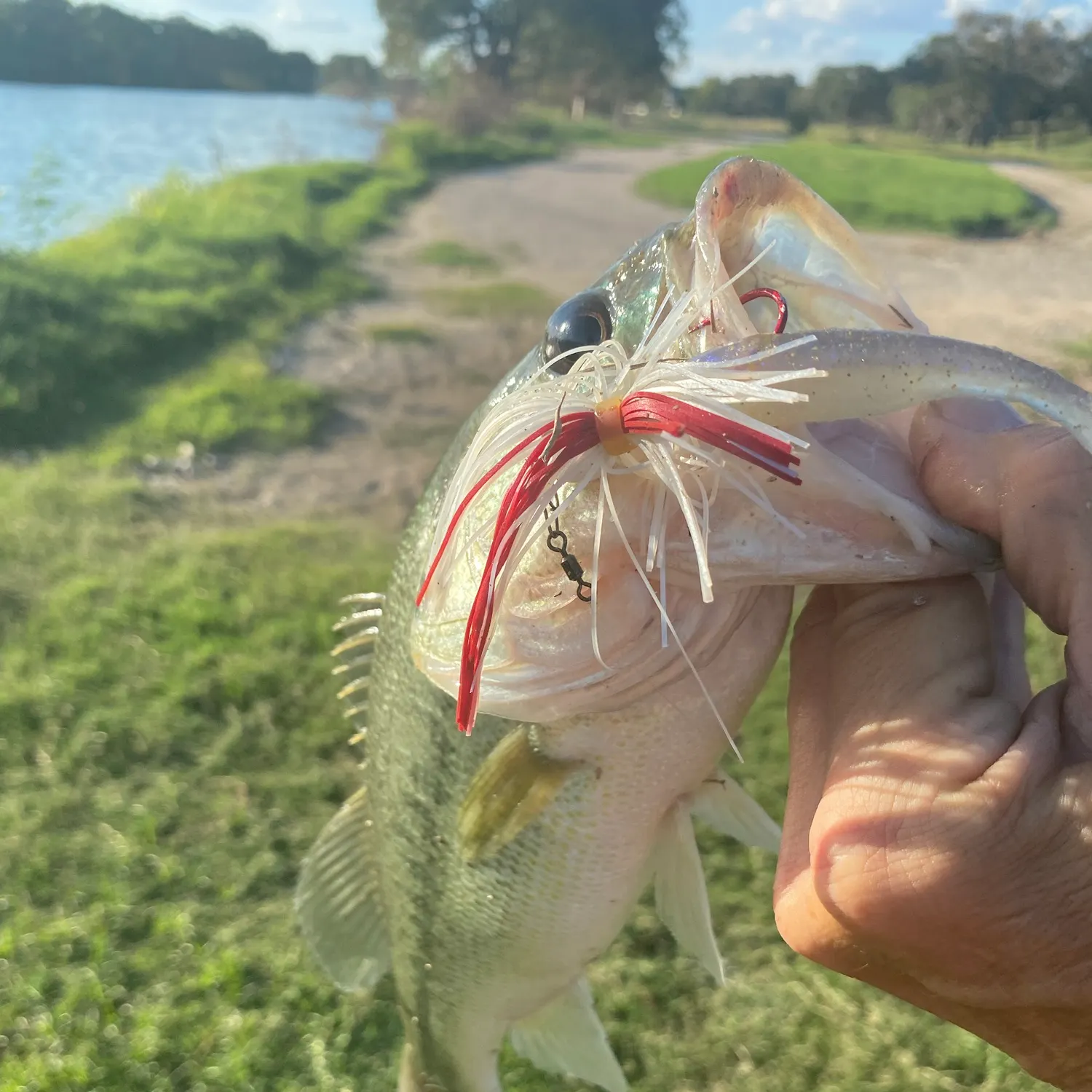 Largemouth bass caught on Fishbrain