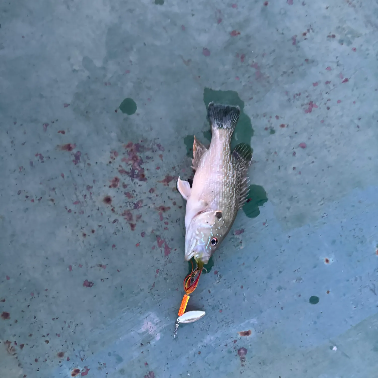 Mangrove snapper caught on Fishbrain