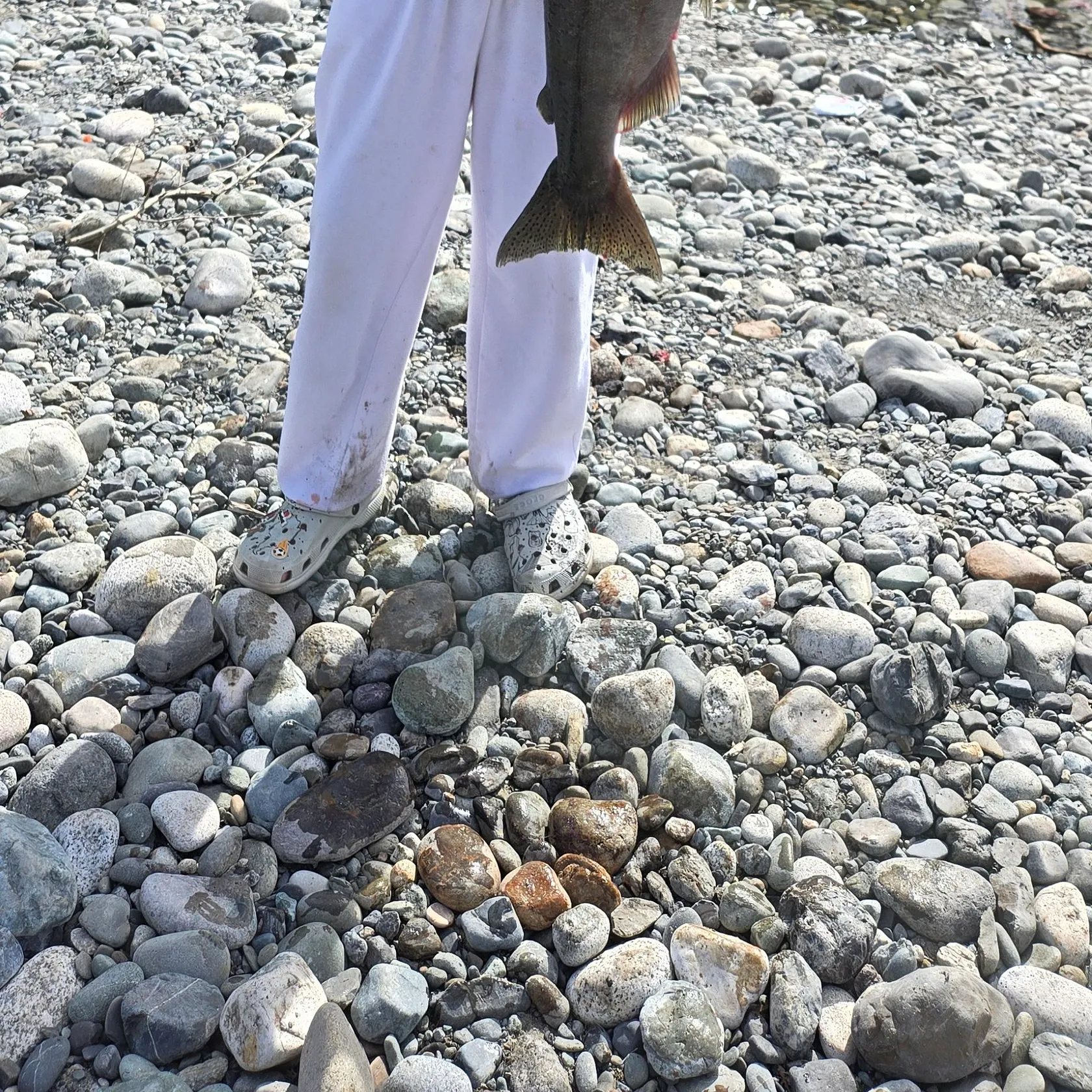 The most recent Chinook salmon catches on Fishbrain