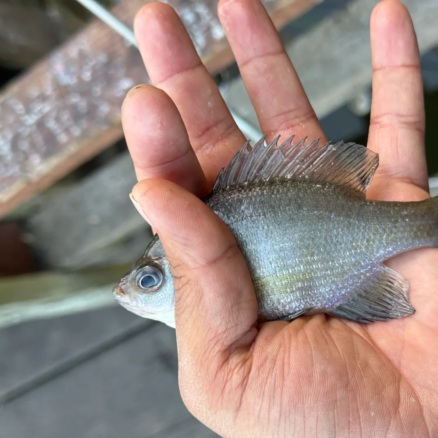 Bluegill caught on Fishbrain