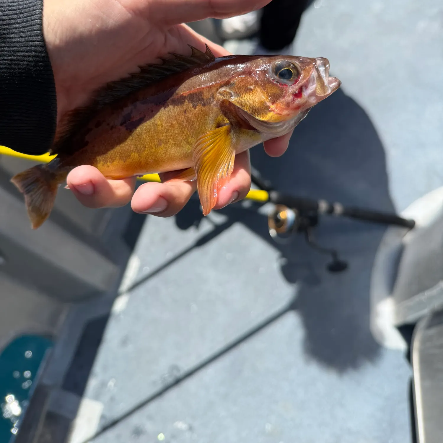 The most recent Squarespot rockfish catches on Fishbrain