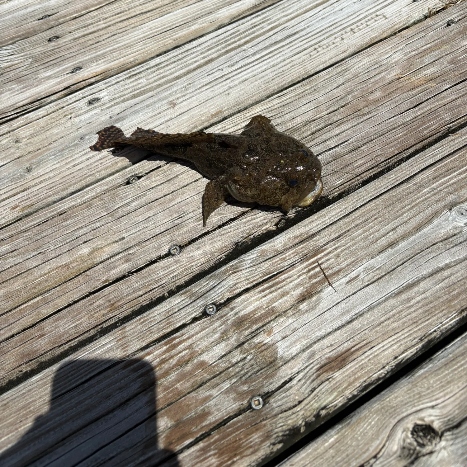 The most recent Gulf toadfish catches on Fishbrain