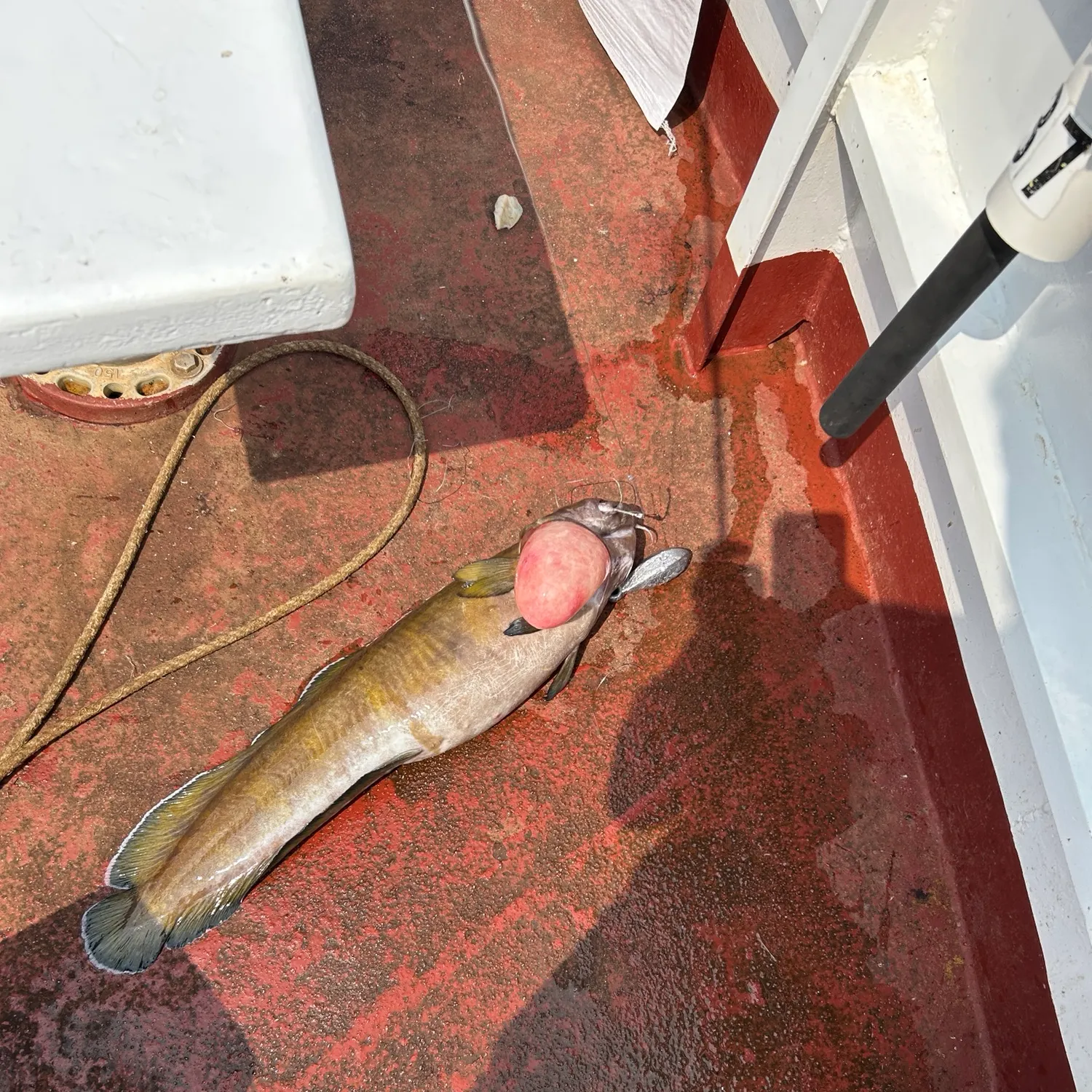 The most recent Cusk catches on Fishbrain