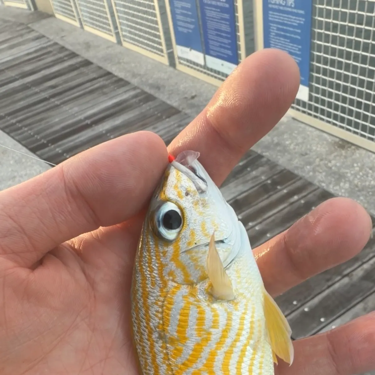 The most recent French grunt catches on Fishbrain