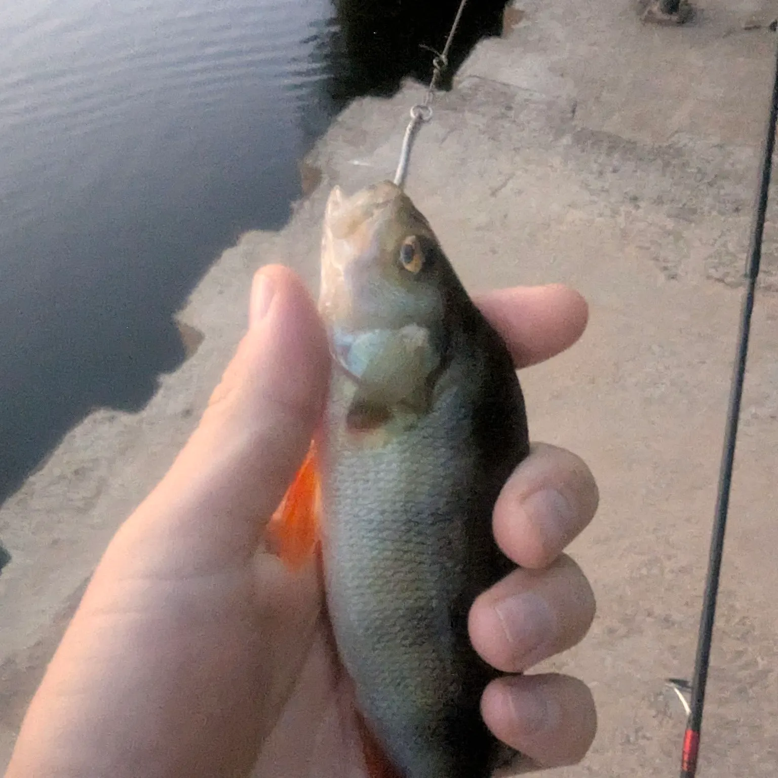 European perch caught on Fishbrain