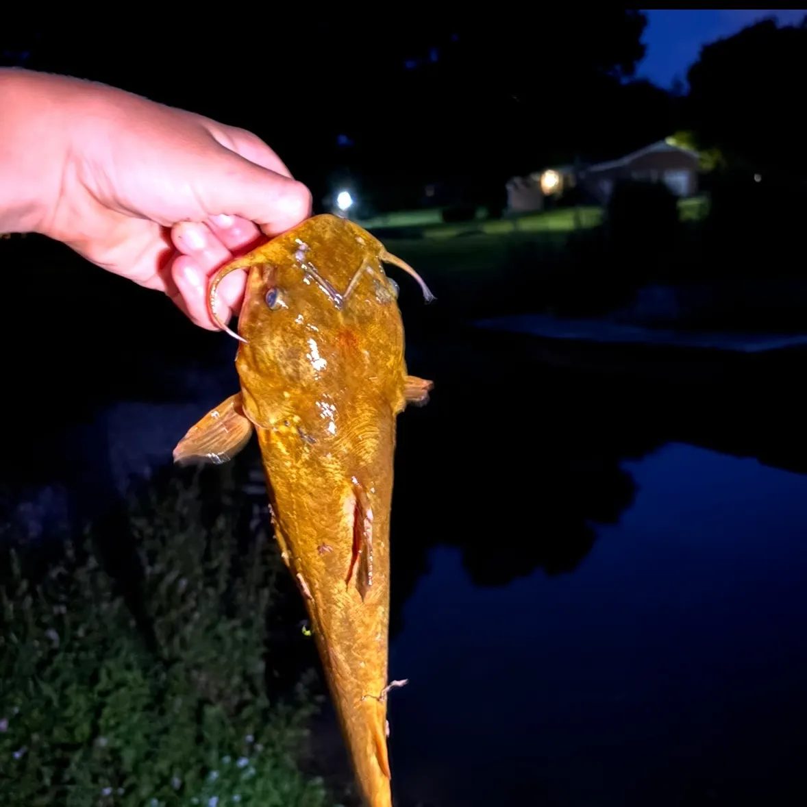Flathead catfish caught on Fishbrain