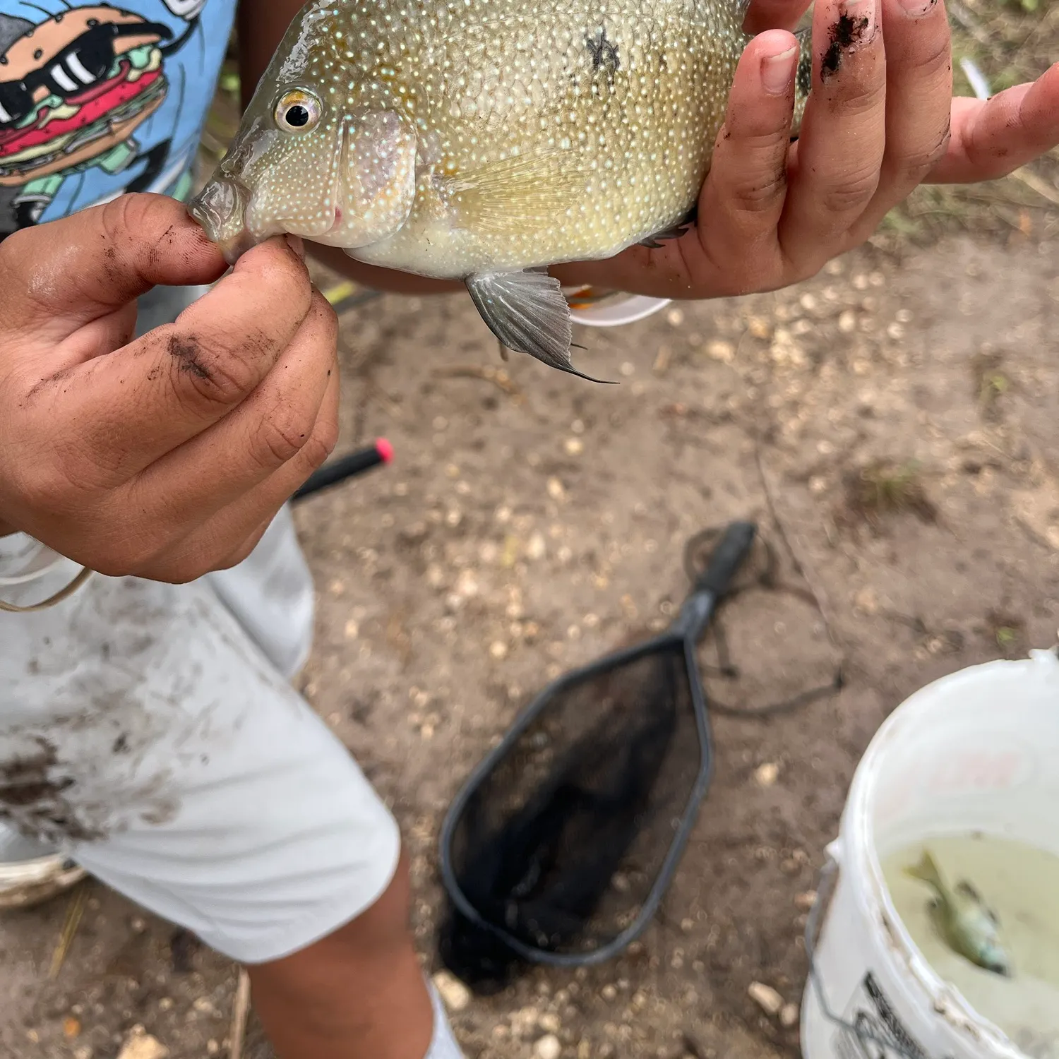 Rio Grande cichlid caught on Fishbrain