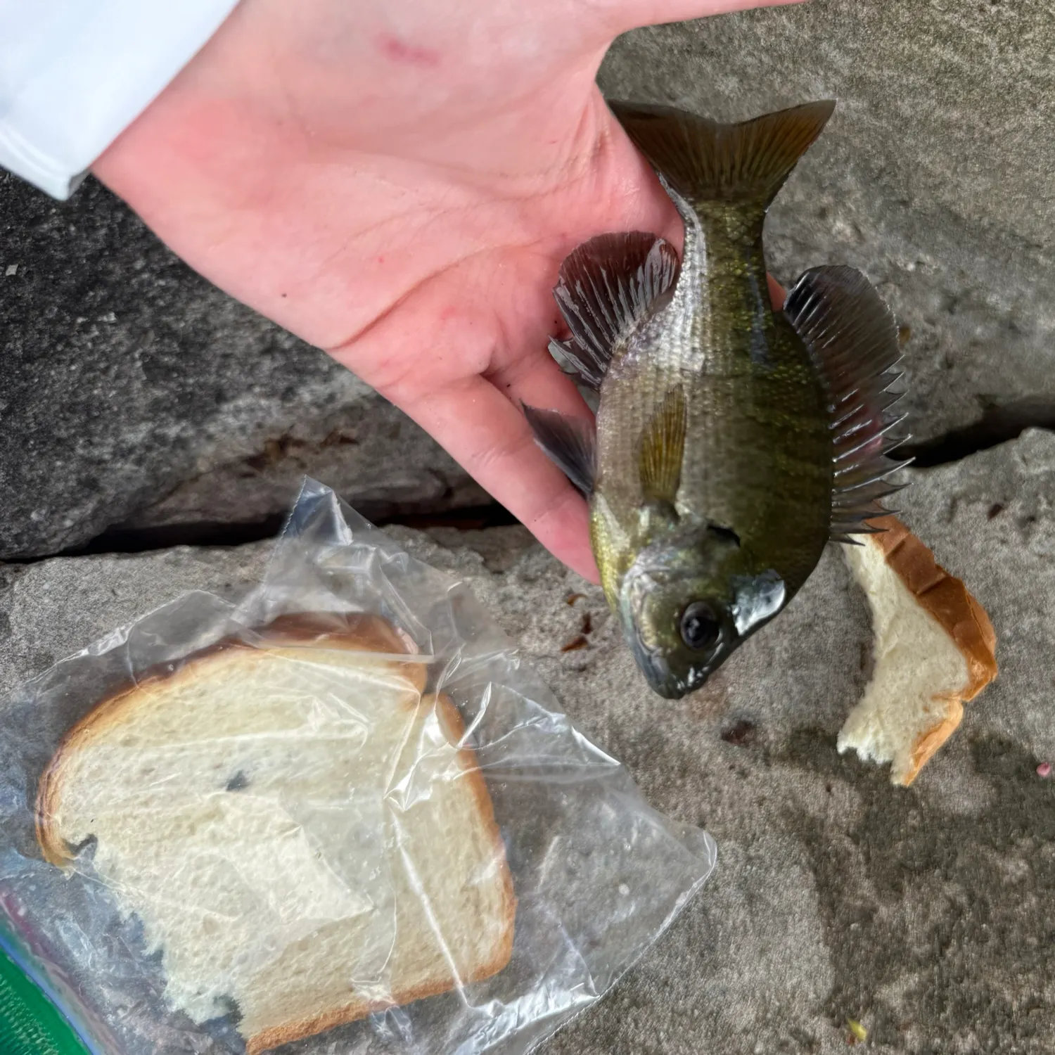 Bluegill caught on Fishbrain