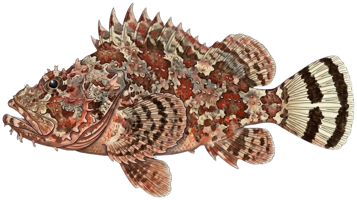 Spotted scorpionfish