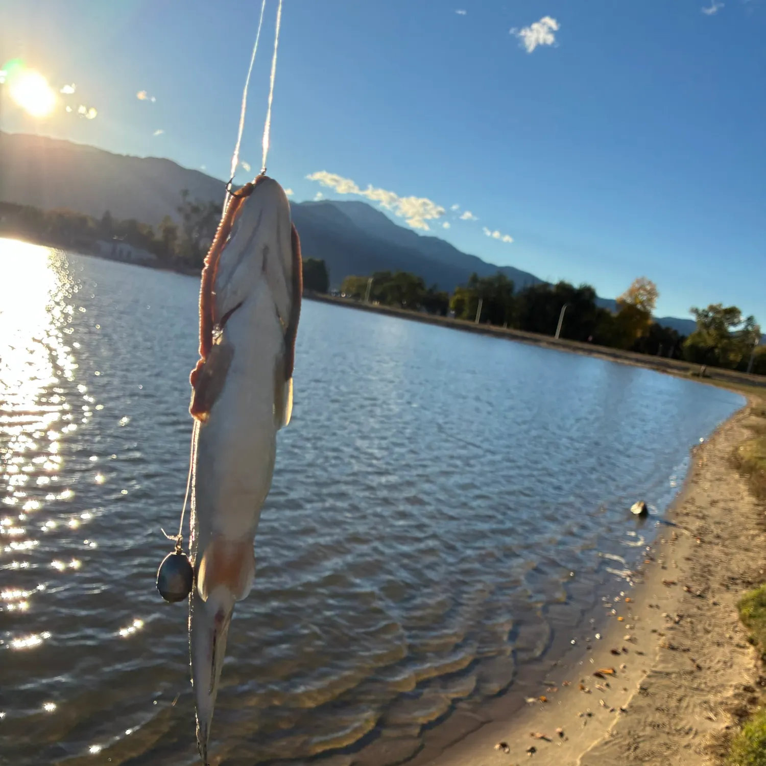 Rainbow trout caught on Fishbrain