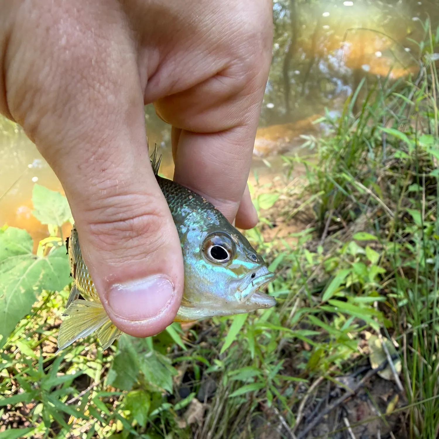 Bluegill caught on Fishbrain