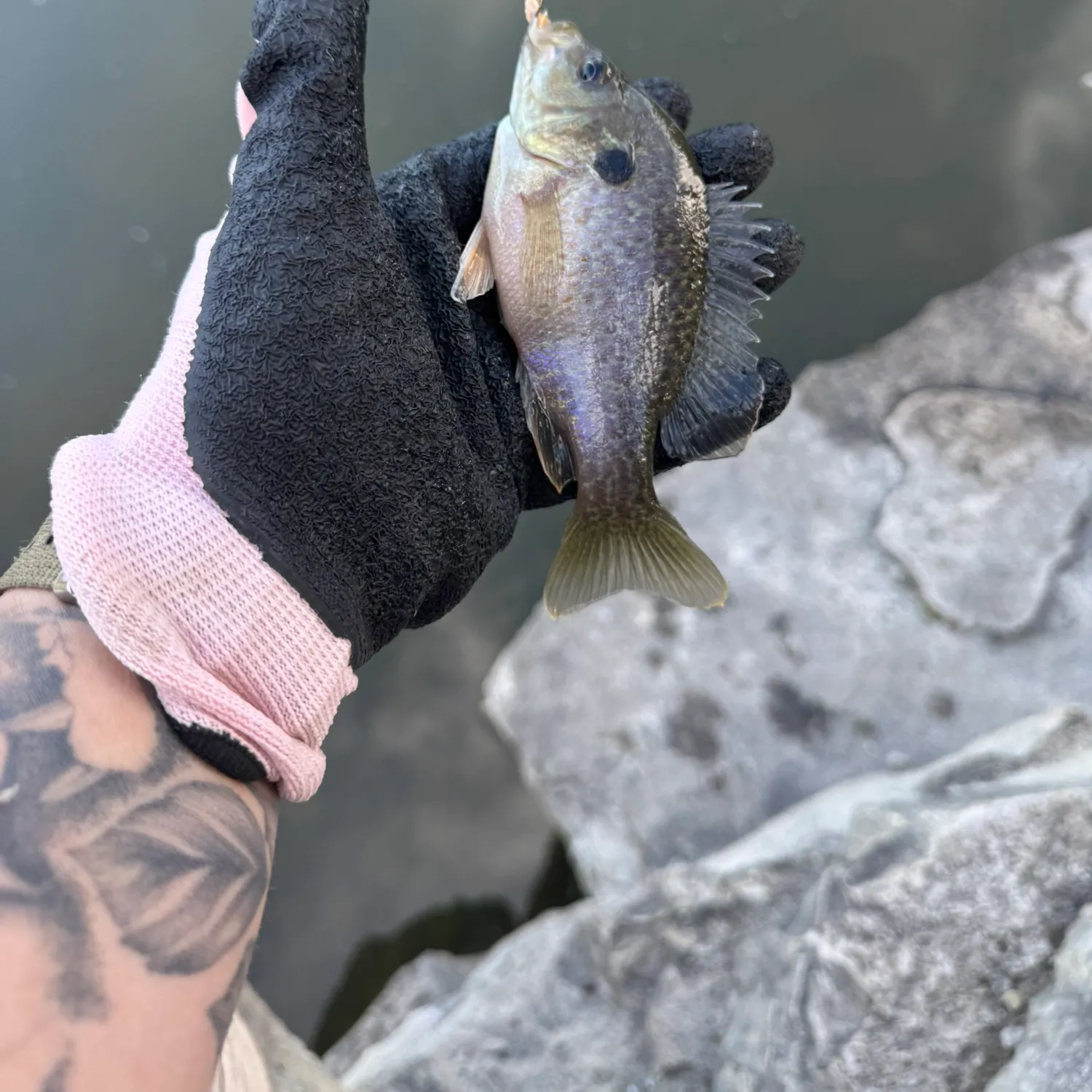 Black crappie caught on Fishbrain