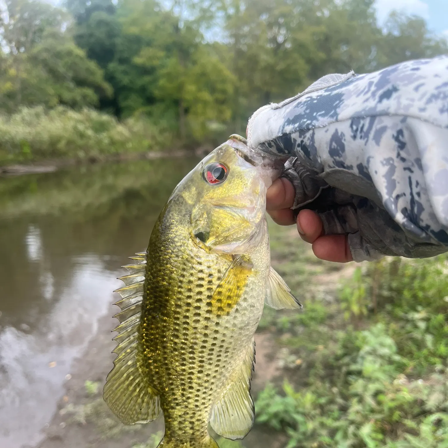 Rock bass caught on Fishbrain