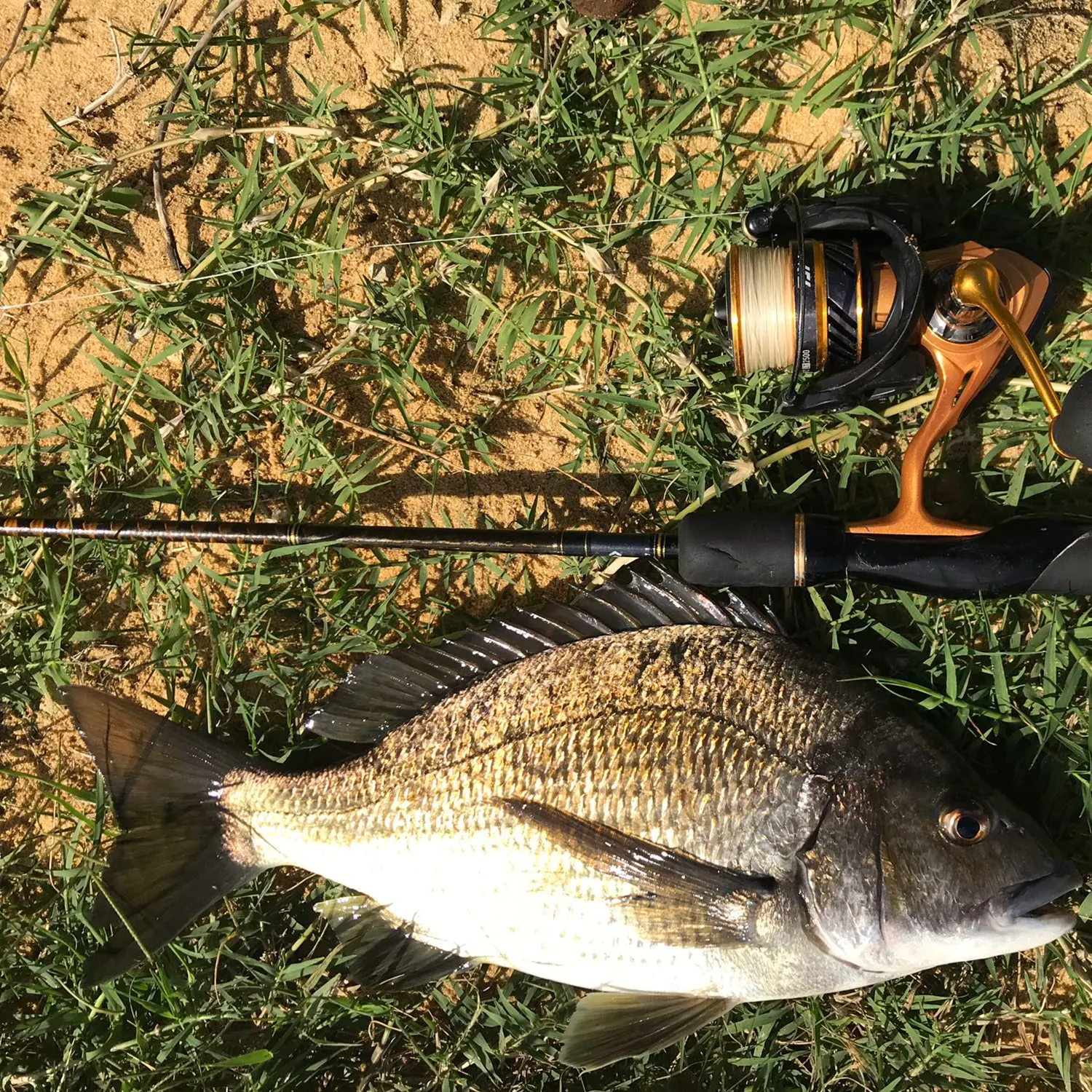 Southern black bream caught on Fishbrain