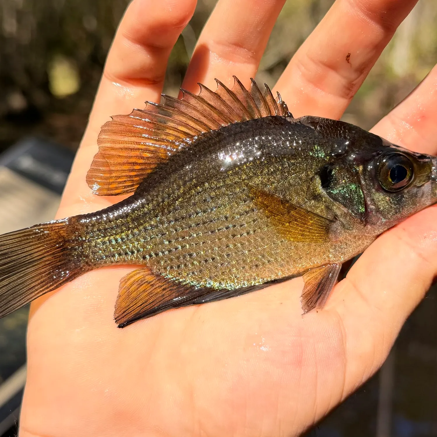 The most recent Flier catches on Fishbrain